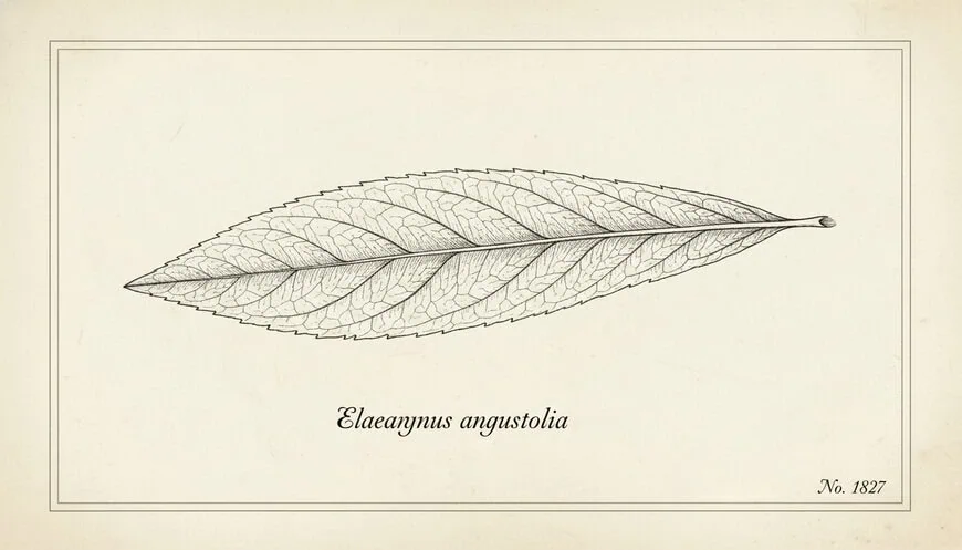 Listy hlošiny úzkolisté – Elaeagnus angustifolia se stříbřitým povrchem charakteristickým pro tento invazivní druh