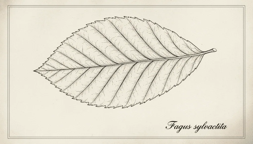 List buku lesného – Fagus sylvatica s charakteristickým žilkovaním