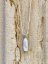 Náhrdelník perlový - Perla Biwa bílá  S0268