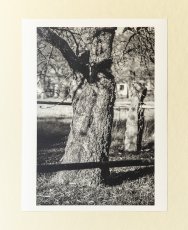 Fotografia - Strom v záhrade na jeseň