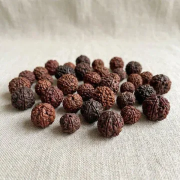 Rudrakša: Posvátné semeno Šivy, které promění váš život v meditaci