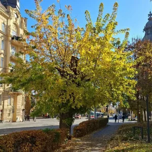 Příběh dřeva: Od stromu k hodinkám