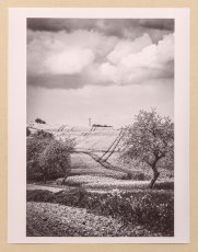 Fotografie - Řepka nad Slavonicema