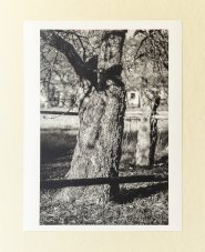 Fotografia - Strom v záhrade na jeseň