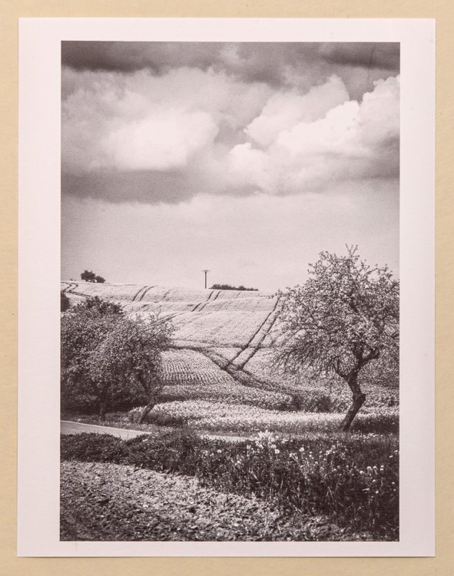 Fotografie - Řepka nad Slavonicema