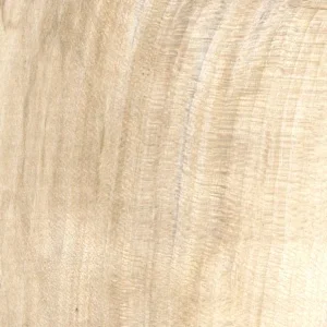 Javor: Dřevo s urbánním příběhem