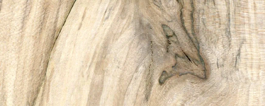 Ilustrační obrázek: jak vypadá v řezu dřevo Javoru