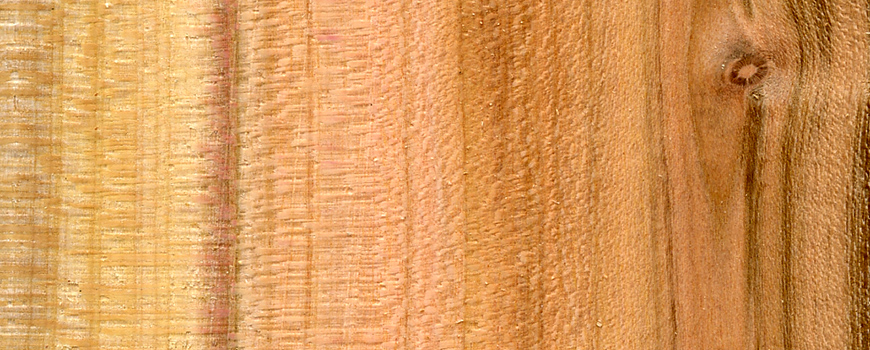 Dřevo z blumy která vyrostla pod Landštejnem