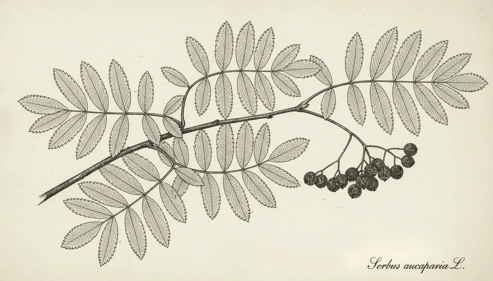 List jeřábu ptačího – Sorbus aucuparia s charakteristickými zpeřenými listy a oranžovými plody