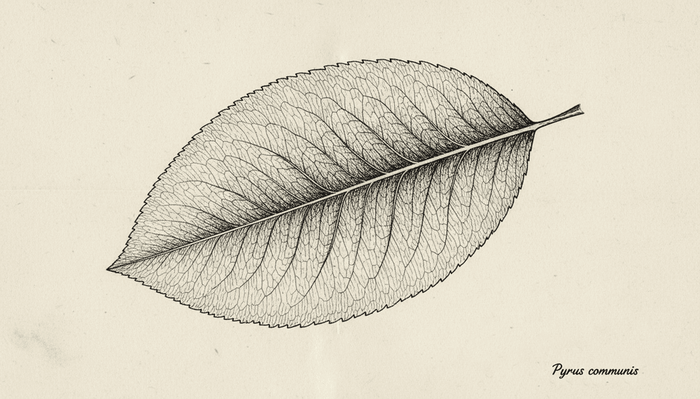 List hrušky obecné